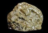 Free-Standing, Polished Petoskey Stone (Fossil Coral) - Michigan #156016-1